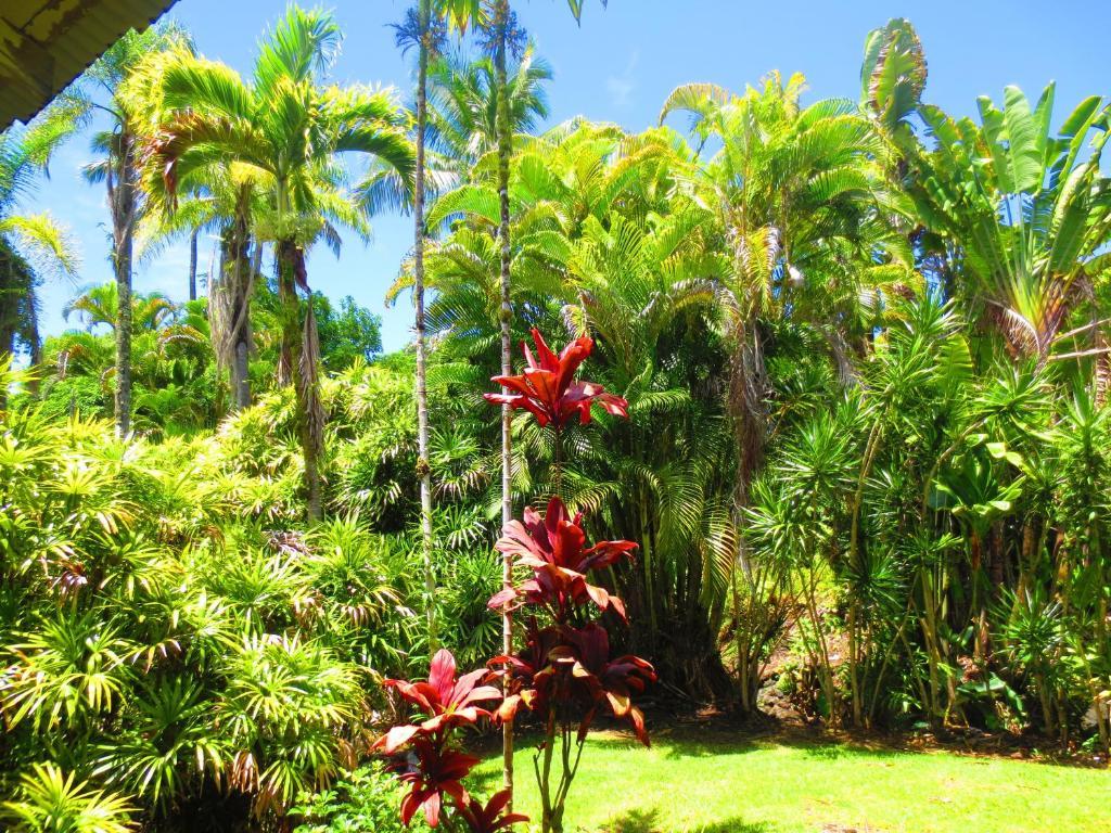 Maureen'S Bed And Breakfast Hilo Dış mekan fotoğraf